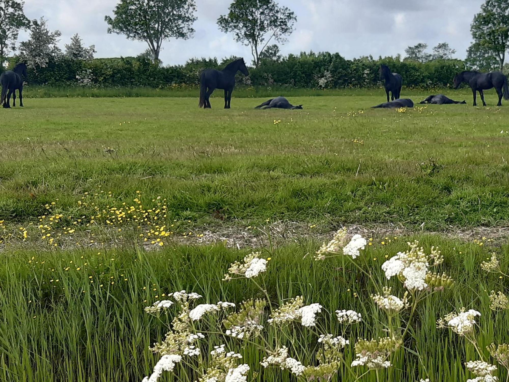 Wetterwillefriesland Wommels Exterior photo